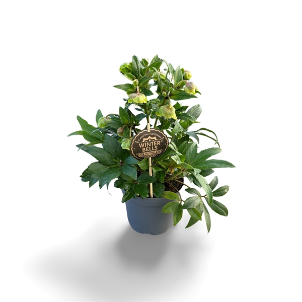 Helleborus Winterbells