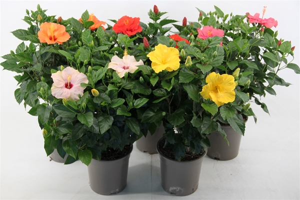 Hibiscus Rosa-Sinensis Mix