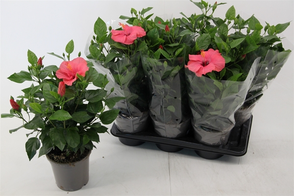 Hibiscus Rosa-Sinensis Venetie Pink