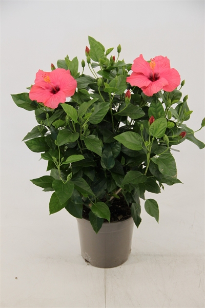 Hibiscus Rosa-Sinensis Venetië Pink