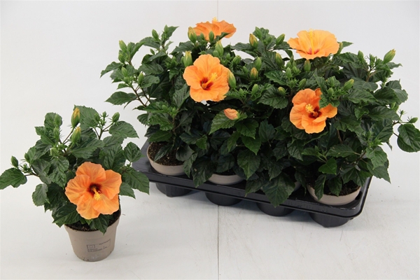 Hibiscus Rosa-Sinensis Bombay Orange