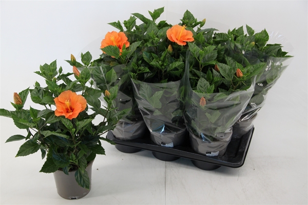 Hibiscus Rosa-Sinensis Torino Orange
