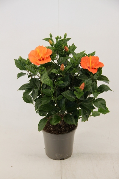 Hibiscus Rosa-Sinensis Torino Orange