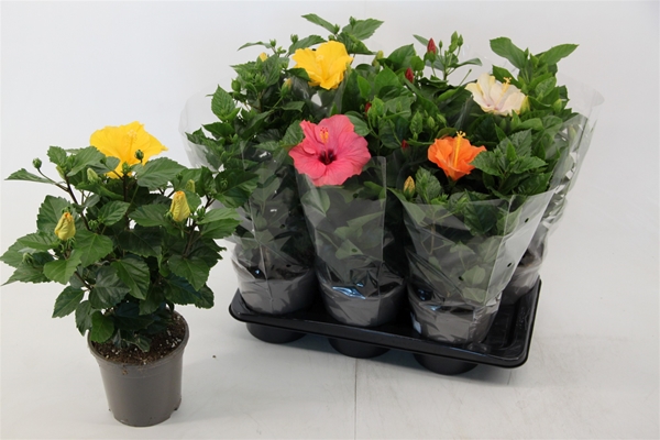 Hibiscus Rosa-Sinensis Mixtray