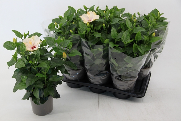 Hibiscus Rosa-Sinensis Venetie Weiss
