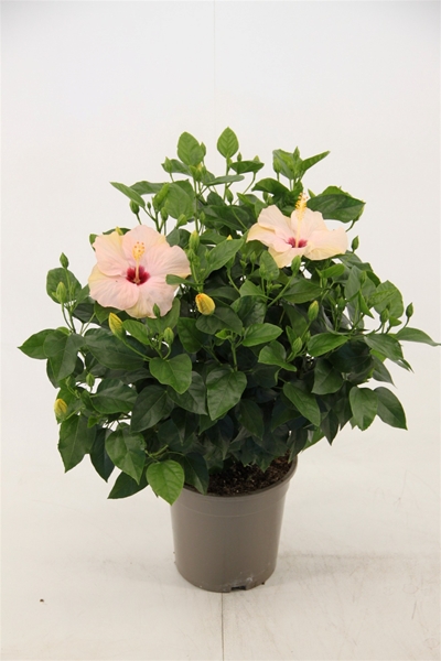 Hibiscus Rosa-Sinensis Venetie Weiss