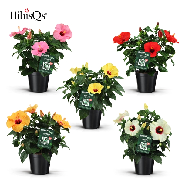 Hibiscus Rosa Sinensis Mix