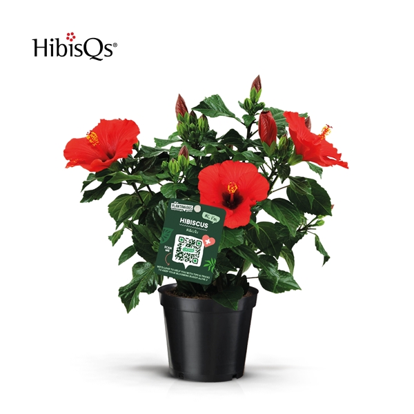 Hibiscus Sinensis Rot