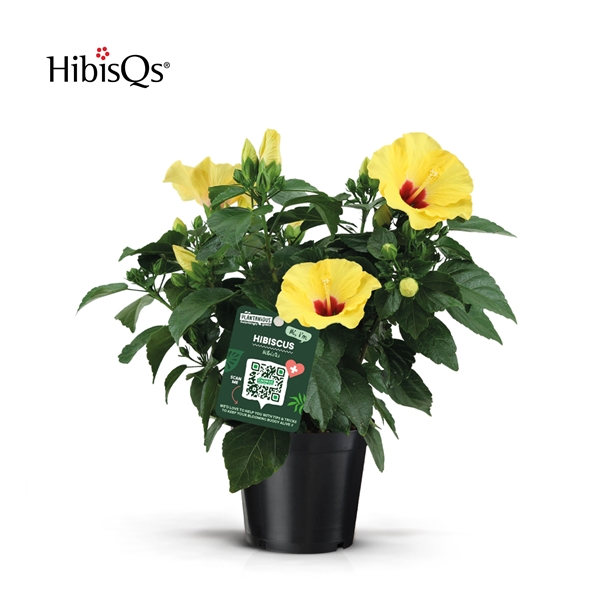Hibiscus Sinensis Gelb
