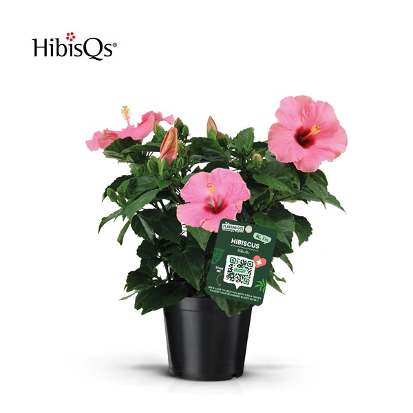 Hibiscus Sinensis Rosa