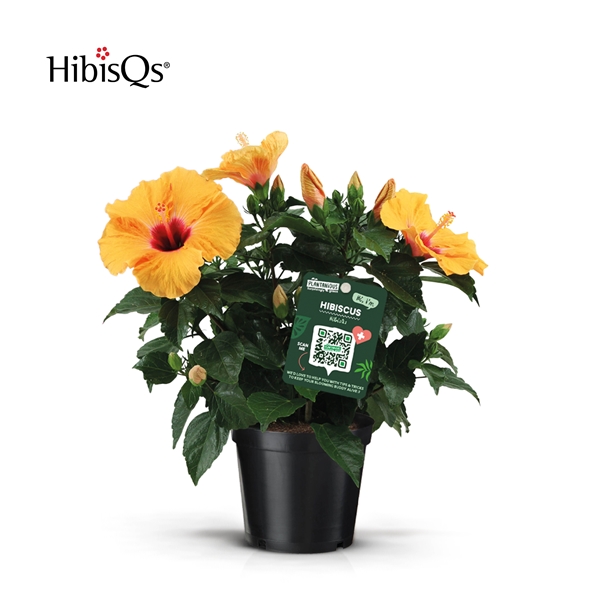 Hibiscus Sinensis Orange
