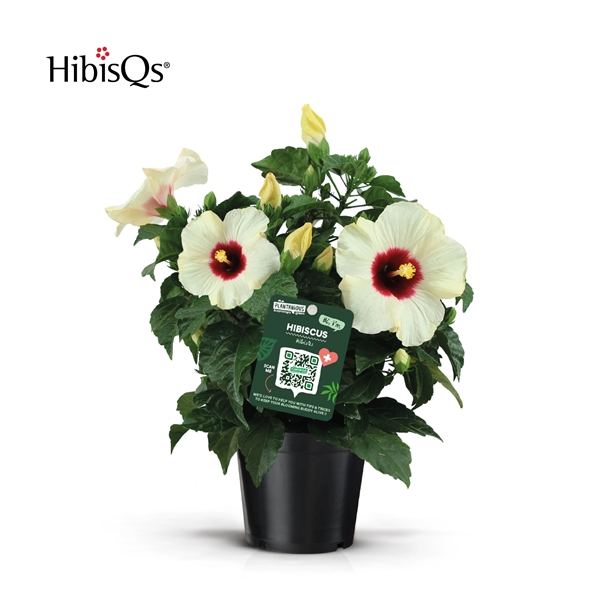 Hibiscus Sinensis Weiss