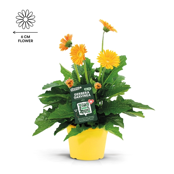 Gerbera Garvinea Sweet Honey