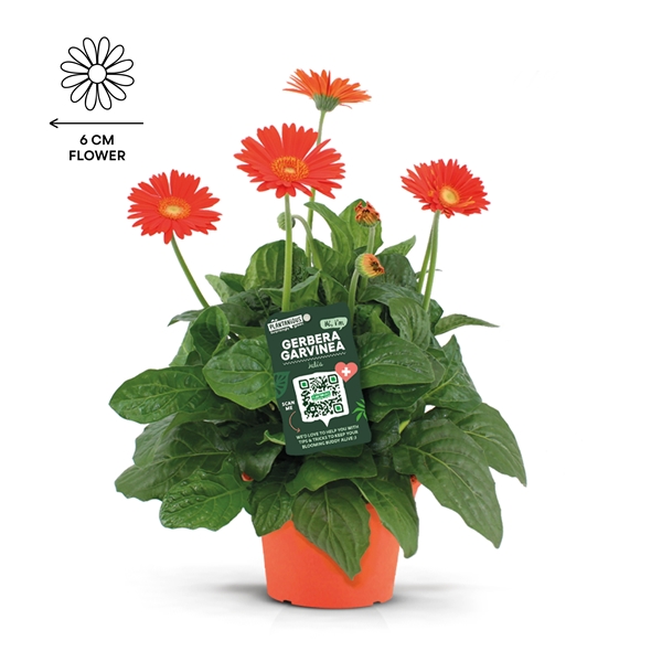 Gerbera Garvinea Sweet Glow