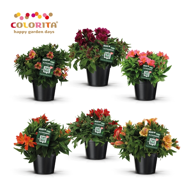 Alstroemeria Colorita Mixlage
