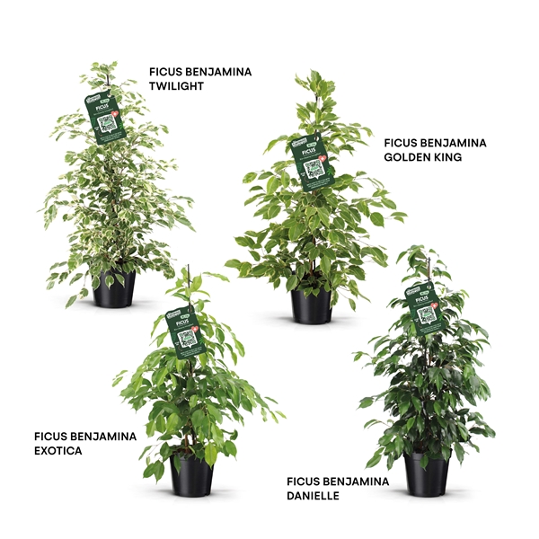 Ficus Benjamina Forever Mix