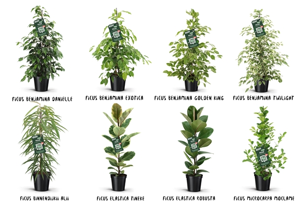 Ficus Grün Mix