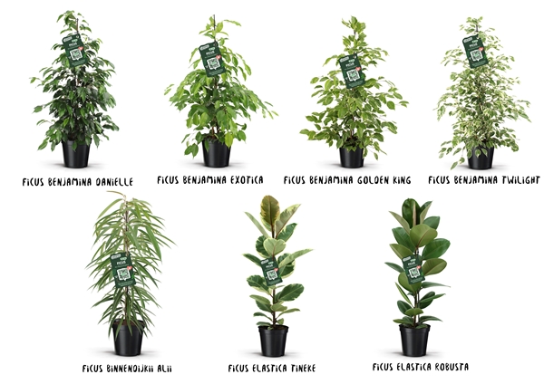 Ficus Grün Mix