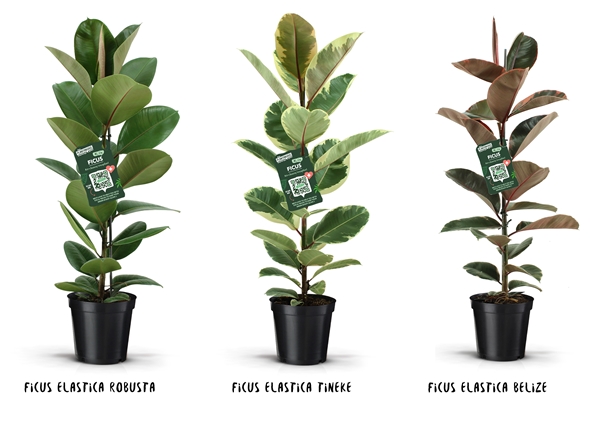 Ficus Elastica Mix