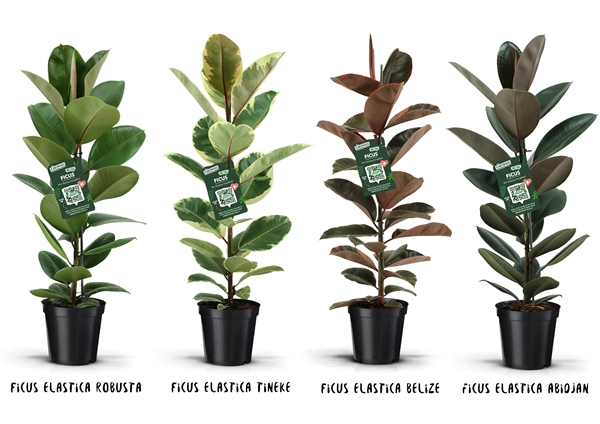 Ficus Elastica Mix