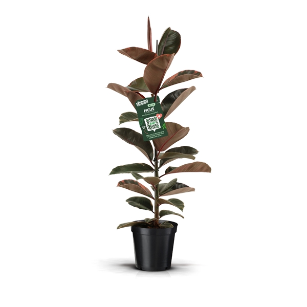 Ficus Elastica Belize