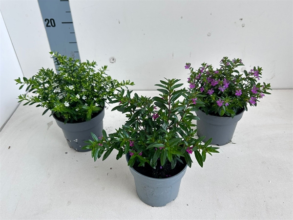 Cuphea Hyssopifolia Mixlage