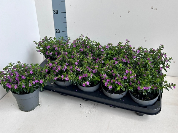 Cuphea Hyssopifolia Pink