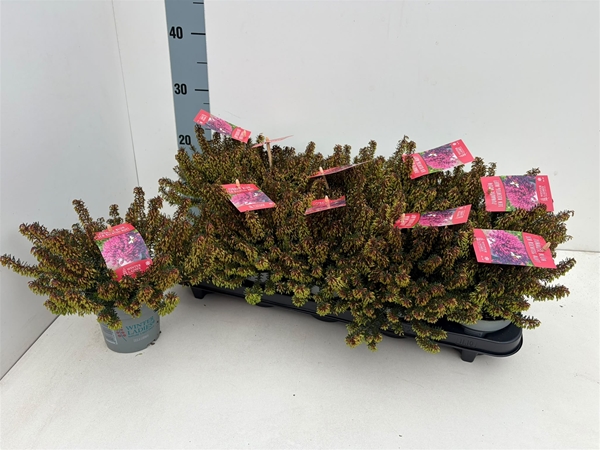 Erica carnea 