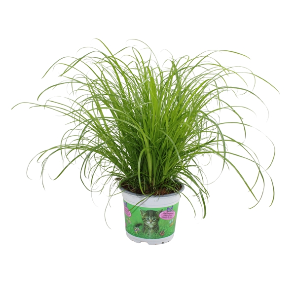 Cyperus Alternifolius Zumula In Katzetopf