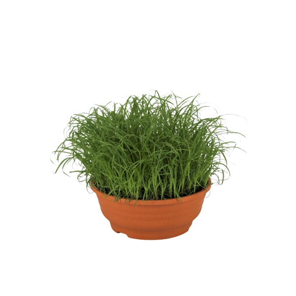 Cyperus Alternifolius Zumula Schale