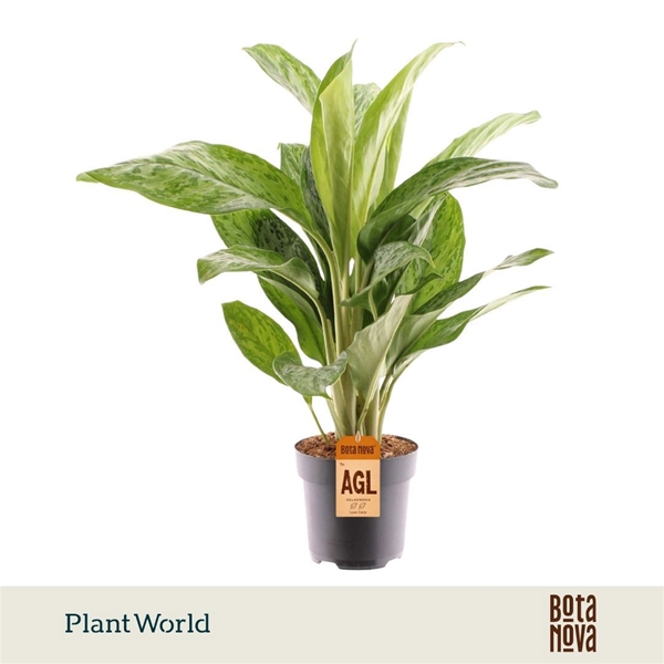 Aglaonema Greenlight