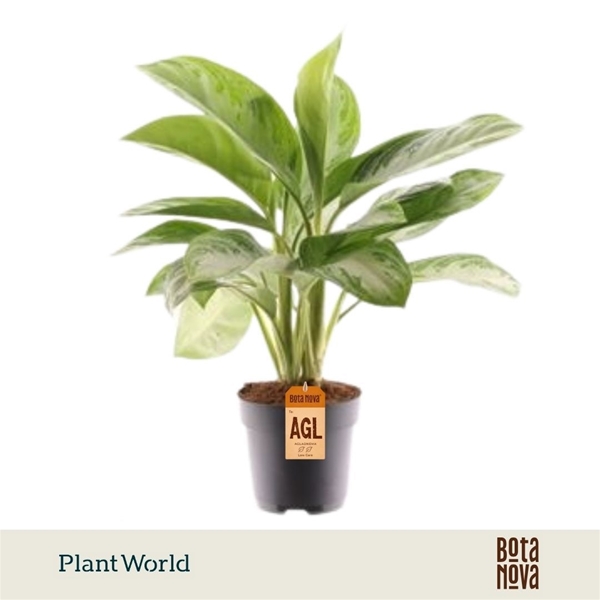 Aglaonema Silver Bay