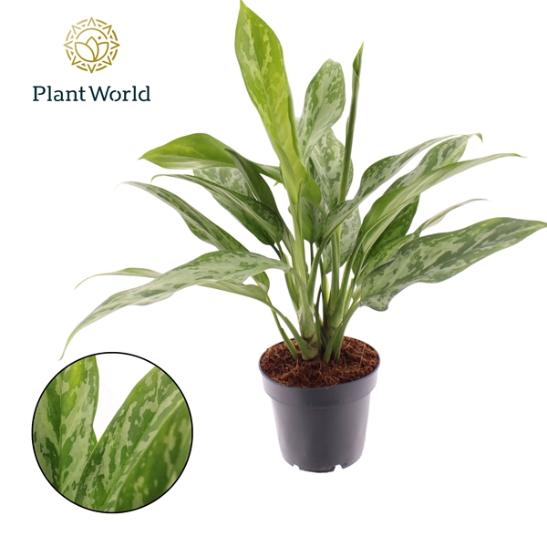 Aglaonema Green Lady