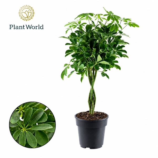 Schefflera Nora Geflochten Stam