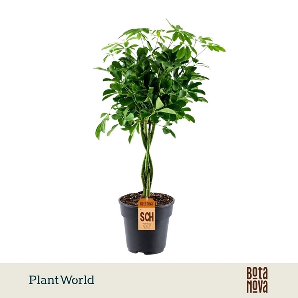 Schefflera Nora Geflochten Stam