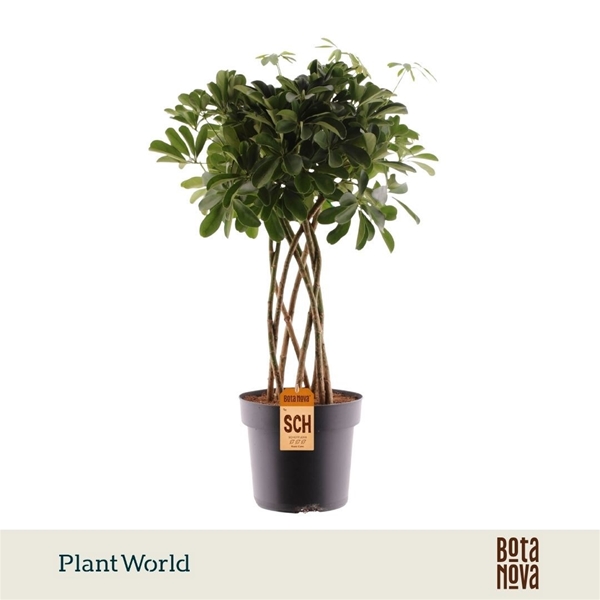 Schefflera Nora Koker