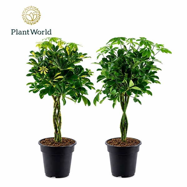Schefflera Mix Geflochten Stam