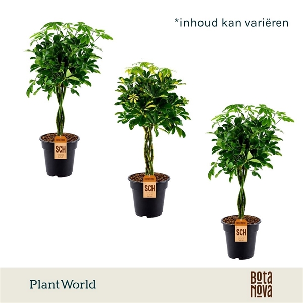 Schefflera Mix Geflochten Stam