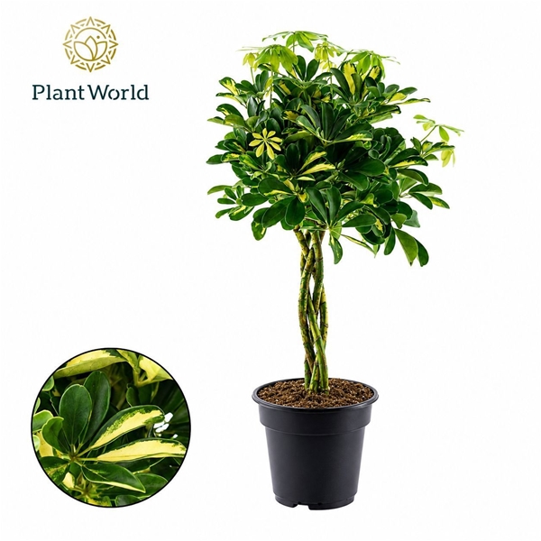 Schefflera Gold Capella Geflochten Stam