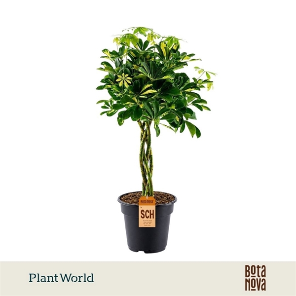 Schefflera Gold Capella Geflochten Stam