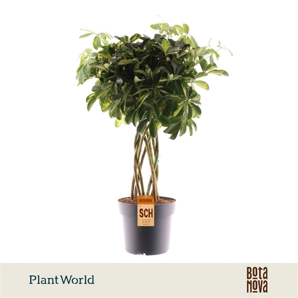 Schefflera Gold Capella Koker