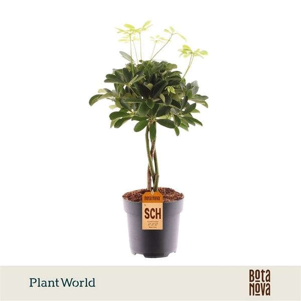 Schefflera Compacta Nora Stam