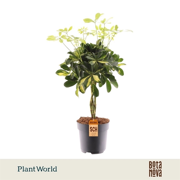 Schefflera Gold Capella Stam