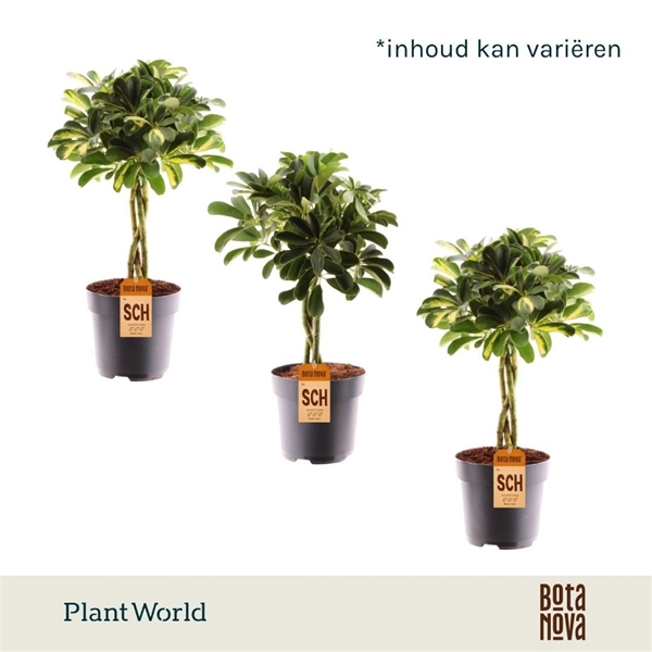 Schefflera Stam Mixtray