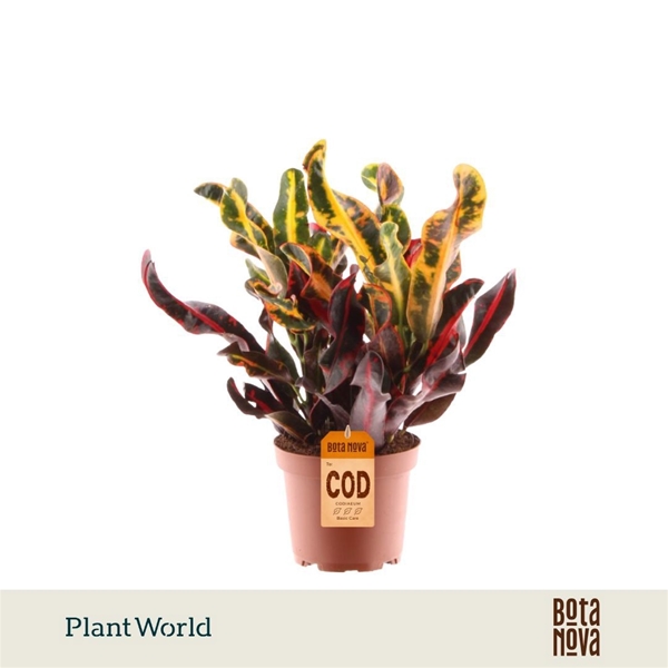 Codiaeum Variegatum Mammi 3pp