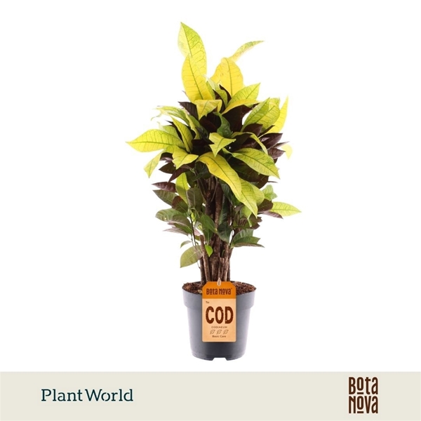 Codiaeum Croton Mrs. Iceton Verzweigt