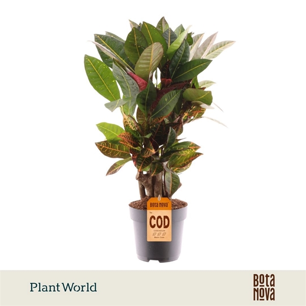 Codiaeum Croton Petra Verzweigt
