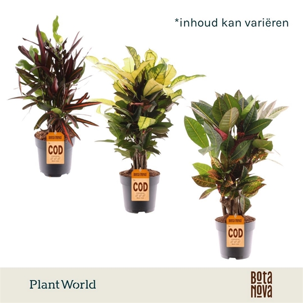 Codiaeum Croton Mixtray Verzweigt