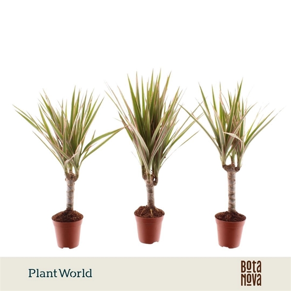 Dracaena Bicolor