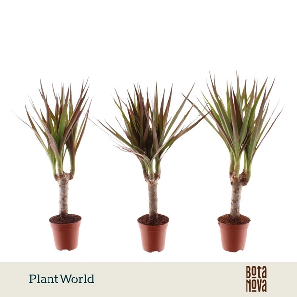 Dracaena Magenta
